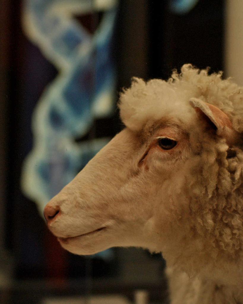 Dolly the famous cloned sheep at the National Museum of Scotland