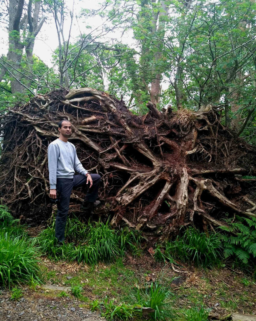 Conquering uprooted tree root 