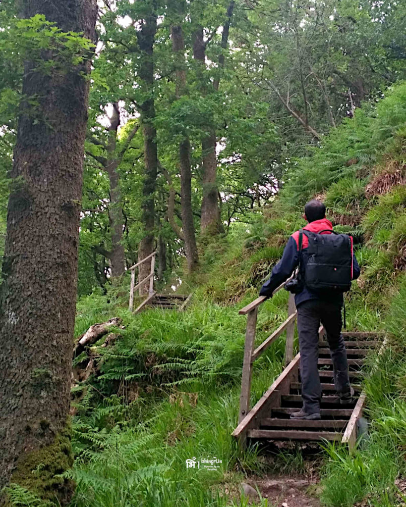 Forest trails on Inchcailloch are well defined