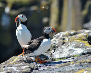 Puffins all around