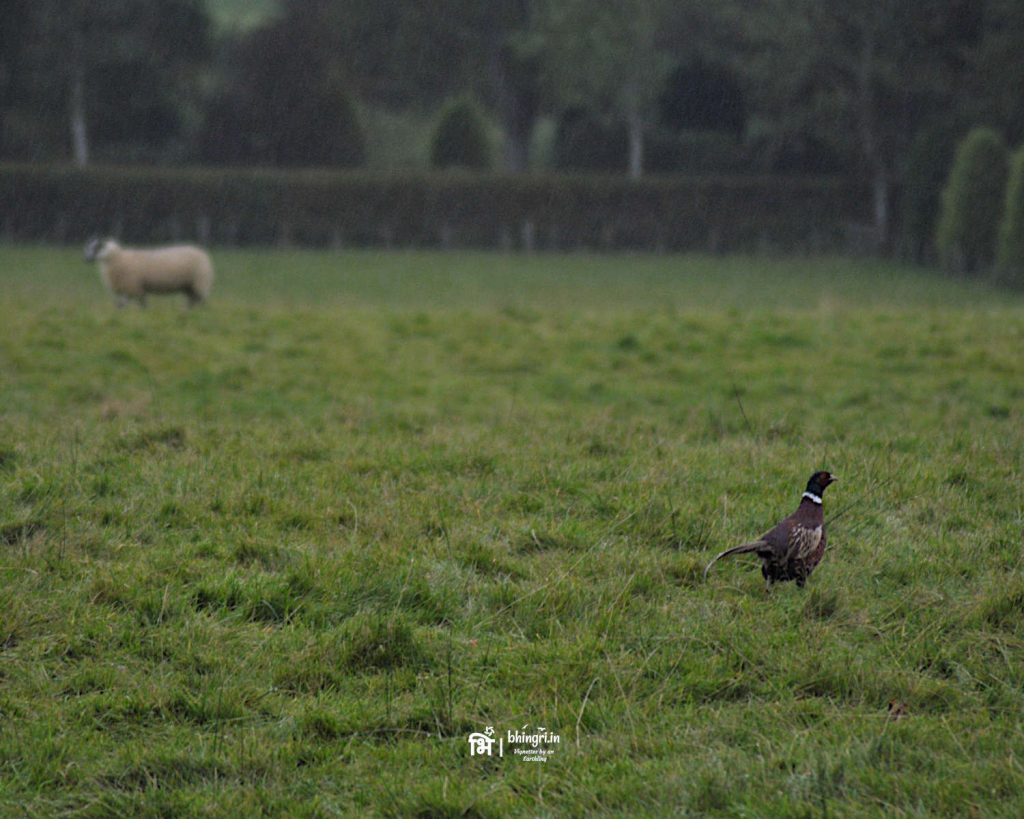 The stupidest bird in the whole world - the Common Pheasant