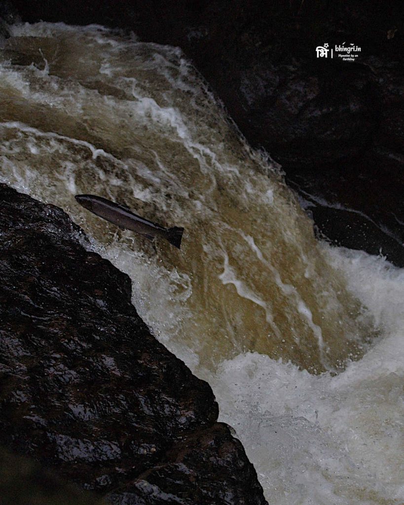 It is certainly hard swimming upstream and up a waterfall. This one almost made it to the upper side of the stream.