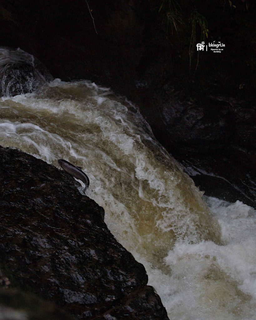 A salmon missed aim and hit the rock instead