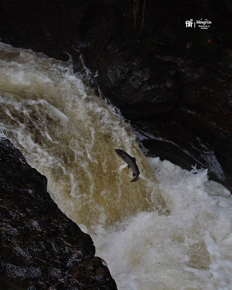 Atlantic Salmon leaping up a waterfall
